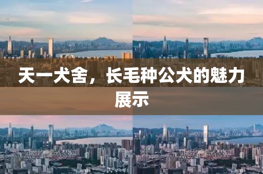 天一犬舍，長毛種公犬的魅力展示