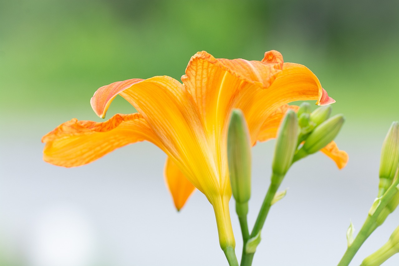 西美花盛最新動態(tài)，新篇章綻放盛開
