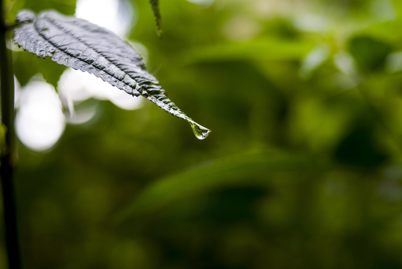 依生生物最新股票動(dòng)態(tài)全面解析，最新消息與全面解讀