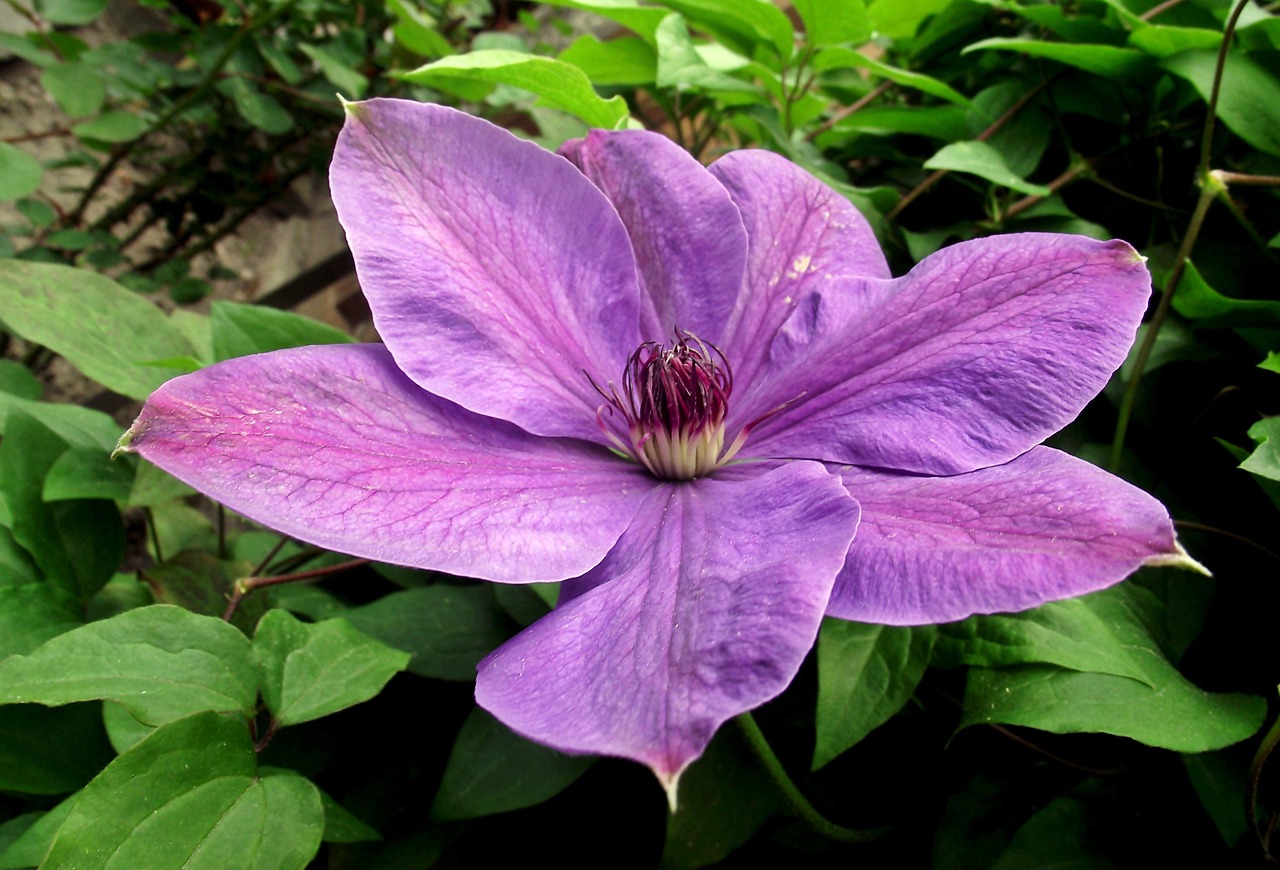 保定朝陽花園最新動(dòng)態(tài)揭秘，未來美好藍(lán)圖展望