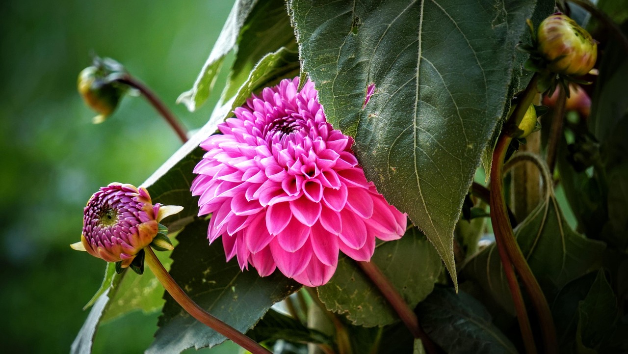 寧鄉(xiāng)黎愛(ài)蓮的最新動(dòng)態(tài)，蓮花依舊引領(lǐng)人心