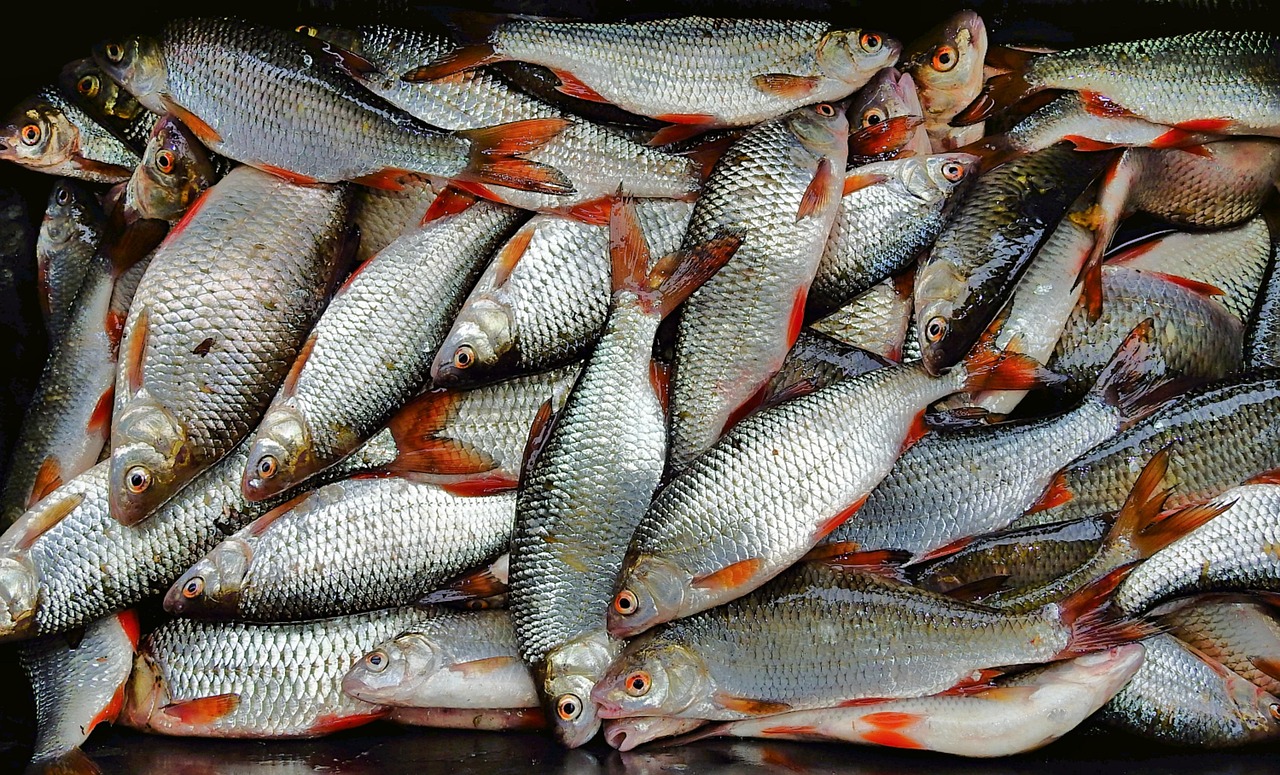 浦魚達人最新版本下載，全新功能與特色體驗