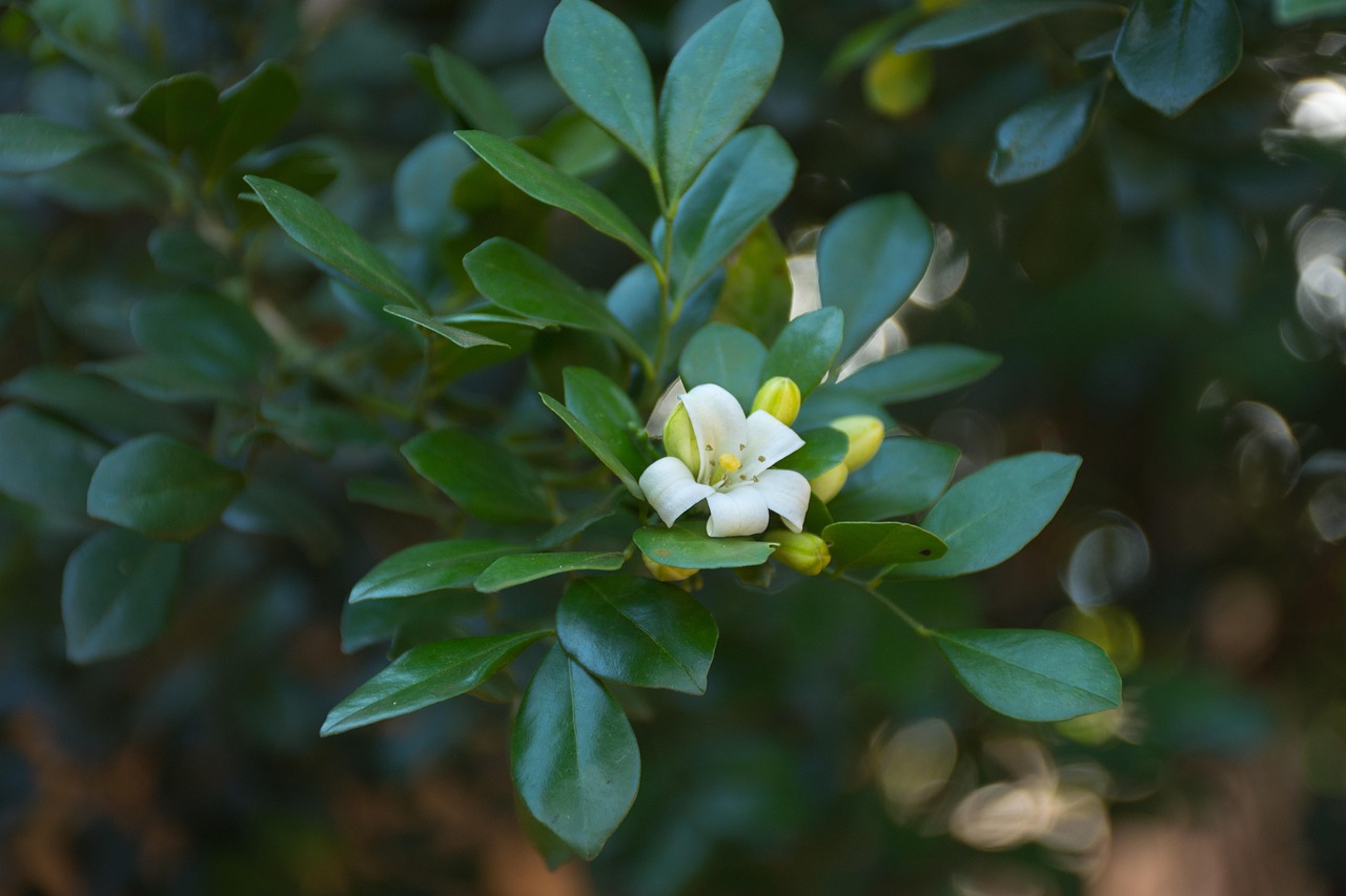 中醫(yī)藥法最新動(dòng)態(tài)，邁向現(xiàn)代化與規(guī)范化的新征程